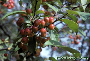 Malus x 'Snowdrift'