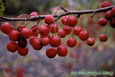 Malus x 'White Angel'
