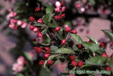 Malus x 'Zumi'