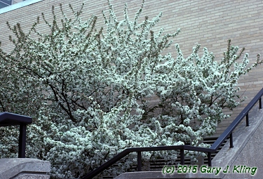 Malus x 'Zumi' var. calocarpa