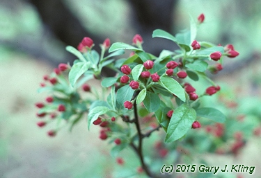 Malus x 'Zumi' var. calocarpa