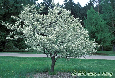 Malus x 'Zumi' var. calocarpa