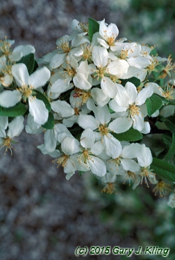 Malus x 'Zumi' var. calocarpa