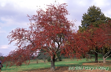 Malus x 'Zumi' var. calocarpa