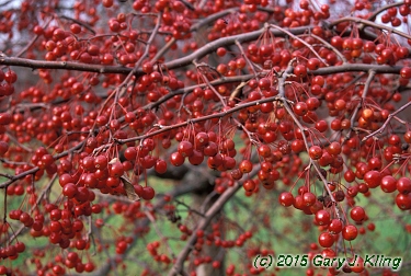 Malus x 'Zumi' var. calocarpa