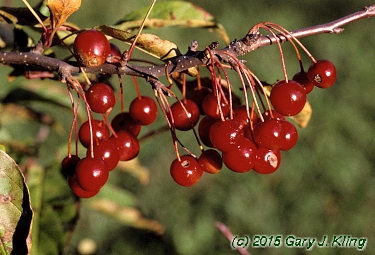 Malus x 'Zumi' var. calocarpa