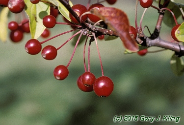 Malus x 'Zumi' var. calocarpa