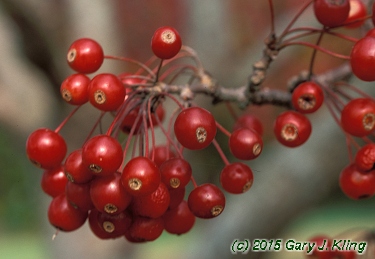 Malus x 'Zumi' var. calocarpa