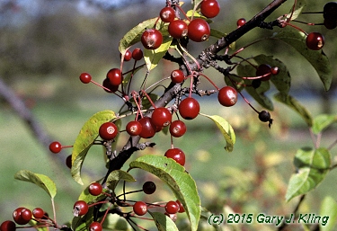 Malus x 'Zumi' var. calocarpa