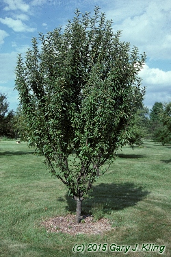 Malus x 'Adirondak'