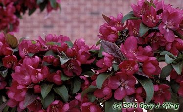 Malus x 'Centurion'