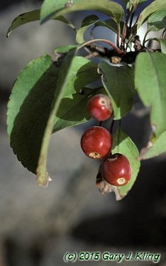 Malus x 'Centurion'