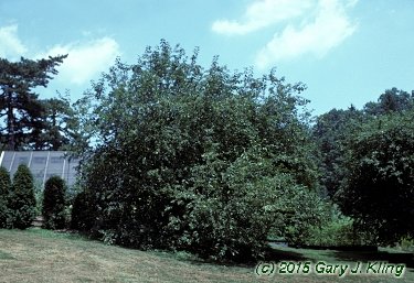 Malus x 'Donald Wyman'