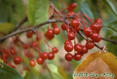 Malus x 'Donald Wyman'