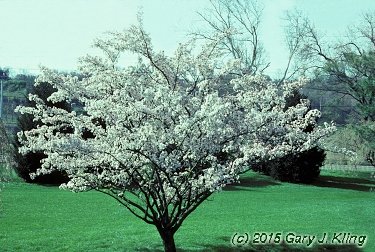 Malus hupehensis