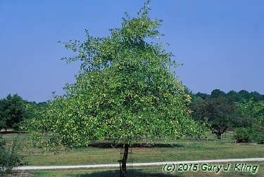 Malus ioensis
