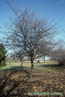 Malus ioensis