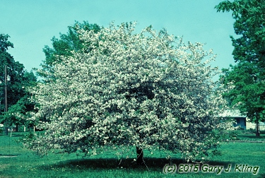 Malus ioensis 'Plena'