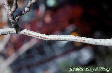 Malus ioensis 'Plena'