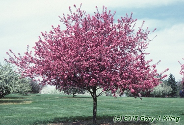 Malus x 'Prairifire'