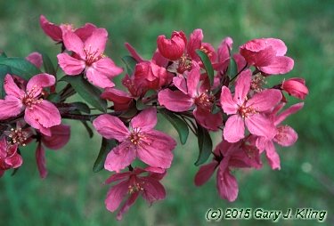 Malus x 'Prairifire'