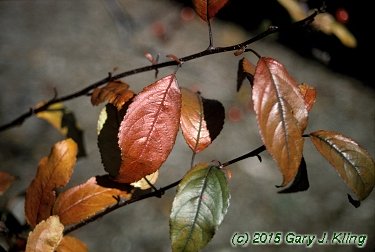Malus x 'Prairifire'