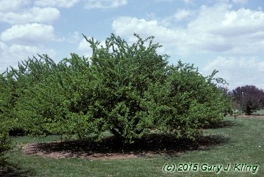 Malus sargentii