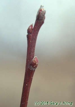 Malus x 'Selkirk'