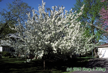 Malus x 'White Angel'