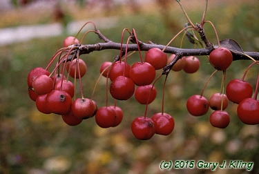 Malus x 'White Angel'
