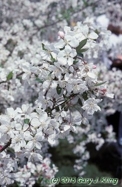Malus x 'White Cascade'