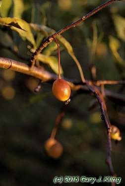Malus x 'White Cascade'
