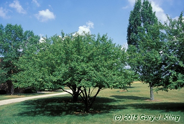 Malus x 'Zumi' var. calocarpa