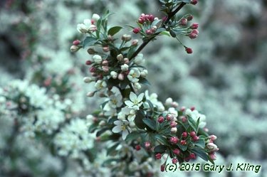 Malus x 'Zumi' var. calocarpa