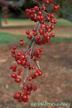 Malus x 'Zumi' var. calocarpa