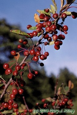 Malus x 'Zumi' var. calocarpa