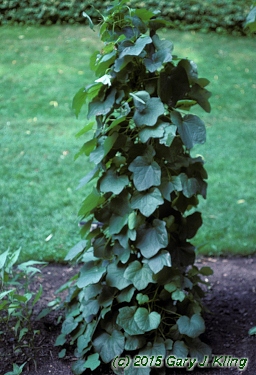 Menispermum canadense