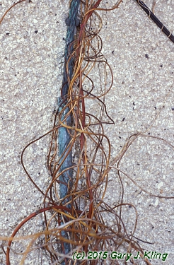 Menispermum canadense