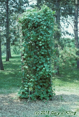 Menispermum canadense