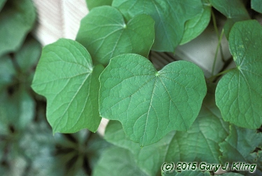 Menispermum canadense
