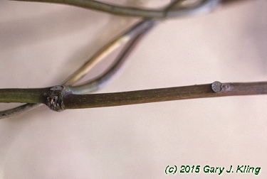 Menispermum canadense