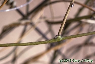 Menispermum canadense