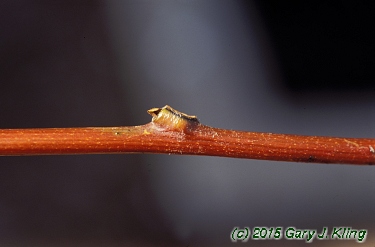 Menispermum canadense