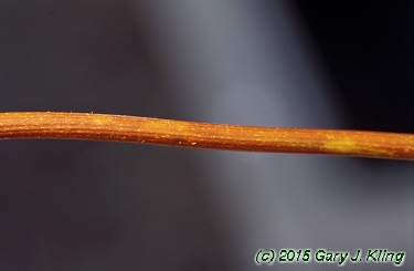 Menispermum canadense