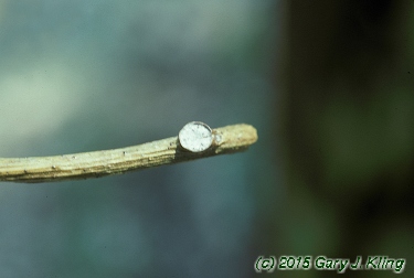 Menispermum canadense