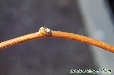 Menispermum canadense