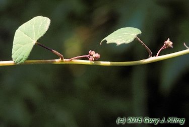 Menispermum canadense