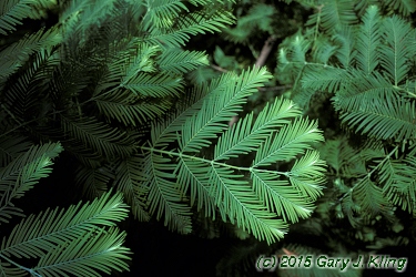metasequoia glyptostroboides lose their leaves metasequoia glyptostroboides lose their leaves