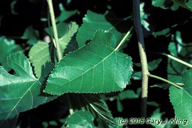 Morus alba