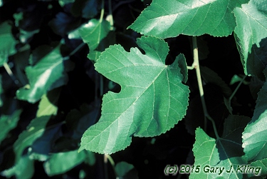 Morus alba